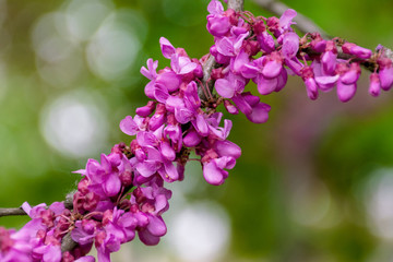 judas tree in blossom. purple flowers on the twigs. beautiful redbud background.