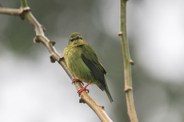 Female Red-legged Honeycreeper (Cyanerpes cyaneus) on a branch in rain forest, La Fortuna Costa Rica 