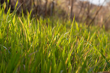Close-up of fresh hawed yellow-green grass early in the morning