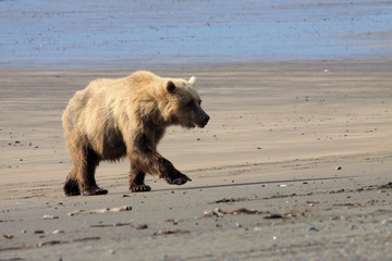 Brown Bear in Alaska