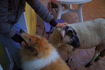 Oveja y perro doméstico