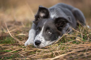sad grey and white border collie puppy lying down outdoors