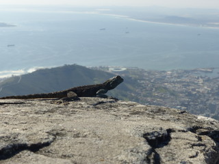 Eidechse auf Tafelberg