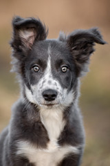grey and white border collie puppy with funny ears posing outdoors