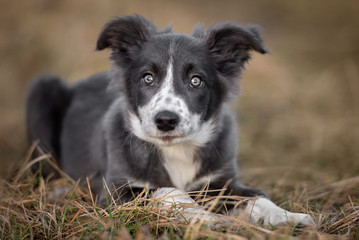 grey and white border collie puppy lying down outdoors