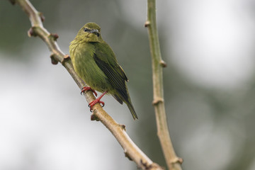 Female Red-legged Honeycreeper (Cyanerpes cyaneus) on a branch in rain forest, La Fortuna Costa Rica 