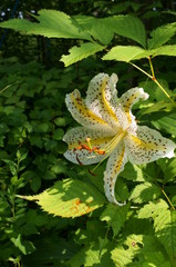 Lily flowers in the flowerbed of the botanical garden