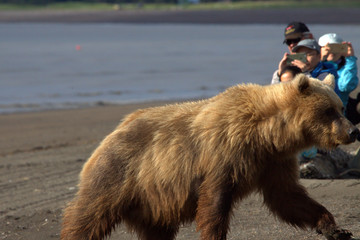 Brown Bear in Alaska