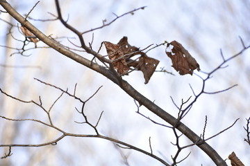 branch of a tree
