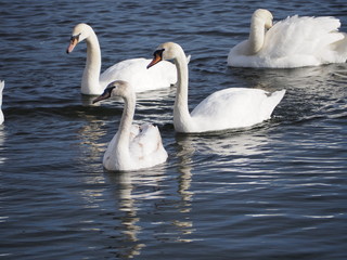 Fototapeta premium swans on the lake