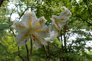 Lily flowers in the flowerbed of the botanical garden