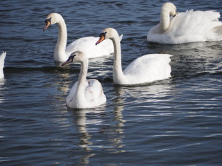 swans on the lake