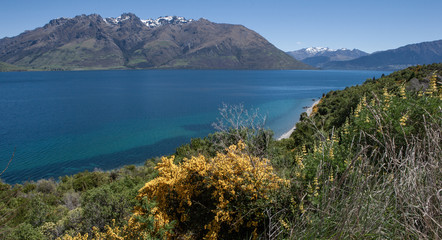 Lake Wakatipu South Island New Zealand. Greenweed. 