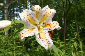 Obraz premium Lily flowers in the flowerbed of the botanical garden