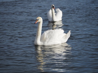 swan on lake