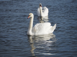 swan on lake