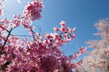 Cherry Blossom Full bloom spring