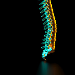 spine bones in gold color,