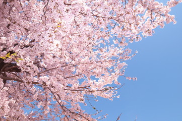 Cherry Blossom Full bloom spring
