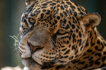 Fototapeta na wymiar Jaguar / Onça Pintada (Panthera onca)