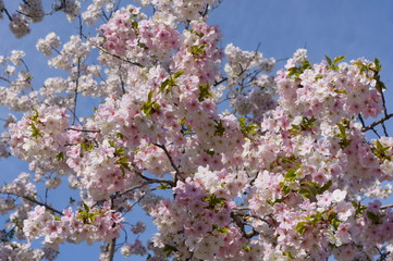 Cherry Blossom Full bloom spring