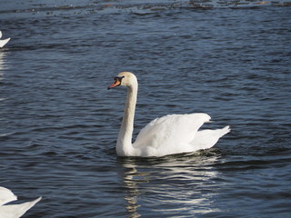 swan on lake