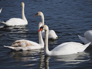 swans on the lake