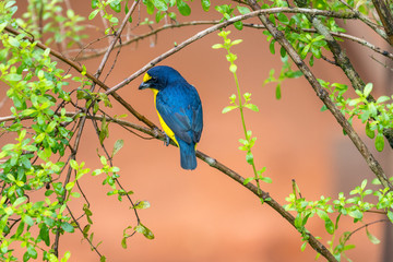 Scrub Euphonia (Euphonia affinis) perched on a branch, La Fortuna, Costa Rica