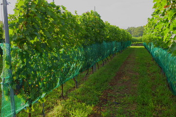 Fototapeta na wymiar Vineyard for wine in summer