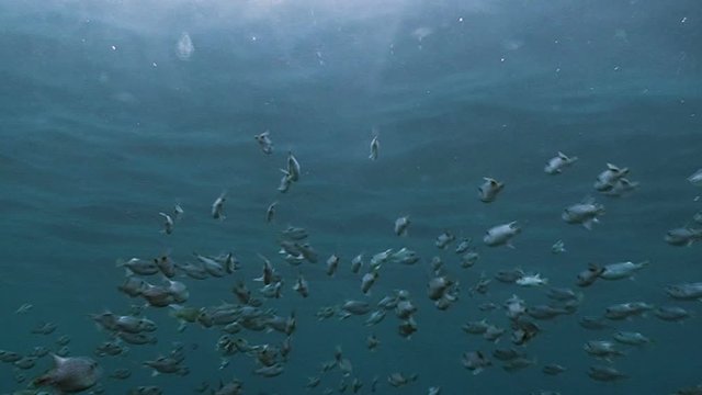 Oceanic triggerfish