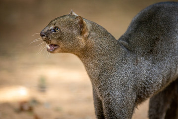 Jaguarundi / Gato Mourisco (Puma yaguarondi)