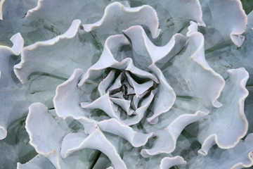 Cactus beautiful plant summer minimal style