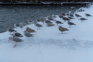 Winter views of the embankment of the city of Severomorsk.