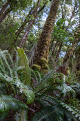 Milford Sound. Fjordlands. New Zealand. Tropical rain forest. Ferns