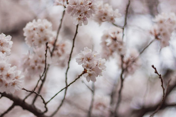 早春の桜