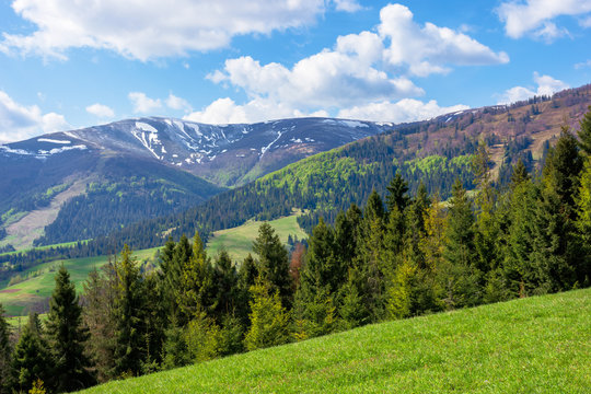 mountain landscape in spring. fir forest on the green grassy meadow. ridge with snow capped tops in the distance. wonderful sunny weather with fluffy clouds on the blue sky