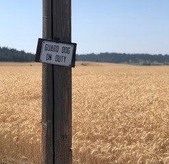 Guard dog on duty sign hanging on a wooden post.  Wheat field is visible in the background