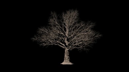 Beech Tree timelapse growing, Alpha Channel