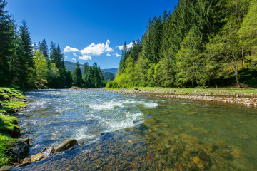 nature scene with mountain river. spring vacation in sunny valley of synevyr national park,...