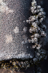des tuiles et de la mousse lichen gelé