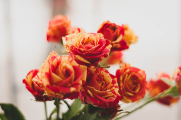 selective focus of bouquet with fresh beautiful red and yellow  roses flower  on white