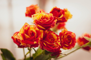 soft focus of bouquet with colorful beautiful red and yellow roses flower on white backgroung