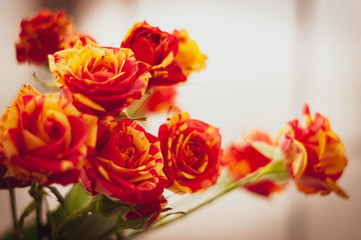 soft focus of bouquet with colorful fresh beautiful red and yellow roses flower on white backgroung with copy space