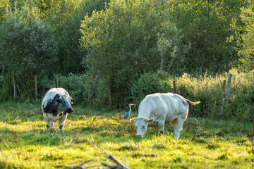 Fototapeta premium Heron bird lit by sunlight and blurred two Belgian Blue cows next to it, special meat breed on grass field in sunny summer day late afternoon, Flemish part, Belgium, Europe