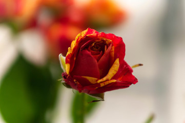 soft focus of fresh beautiful red and yellow bud of blooming rose