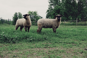 Shropshire ewe lambs in green farm pasture during spring season on sheep farm.