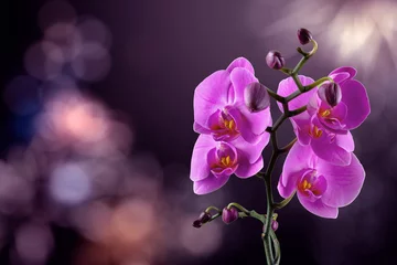 Plexiglas foto achterwand orchid flower on a blurred purple background. valentine greeting card. love and passion concept. beautiful romantic floral composition.  © Pellinni