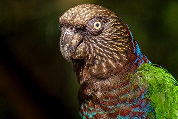 Red-Fan Parrot / Anacã (Deroptyus accipitrinus)