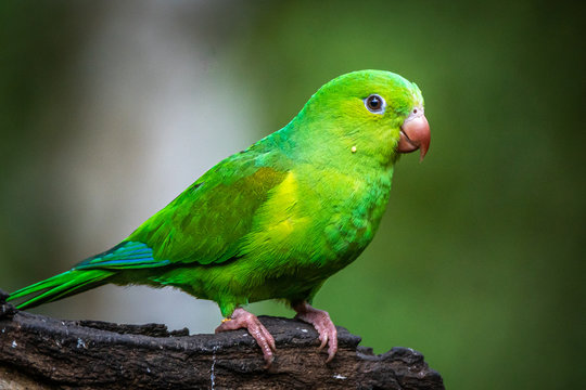 Plain Parakeet / Periquito Rico (Brotogeris tirica)