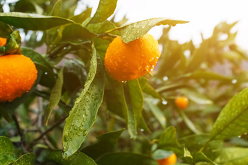 Juicy ripe Tangerine on a branch in a green garden with drops of moisture.